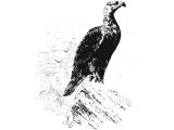 Imperial Eagle (Aquila imperialis)